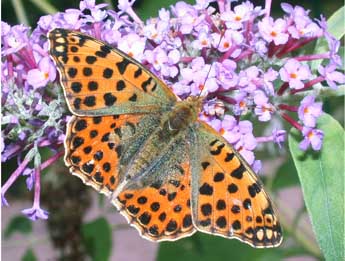 Issoria lathonia L. adulte - Philippe Mothiron