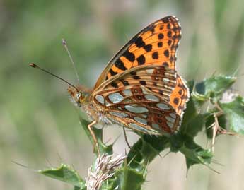 Issoria lathonia L. adulte - ©Philippe Mothiron