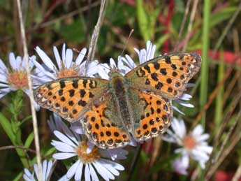 Issoria lathonia L. adulte - Philippe Mothiron