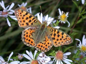 Issoria lathonia L. adulte - Philippe Mothiron