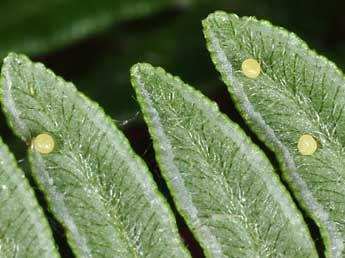  Oeuf de Callopistria latreillei Dup. - ©Philippe Mothiron