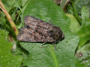 Oligia latruncula D. & S. adulte - Philippe Mothiron