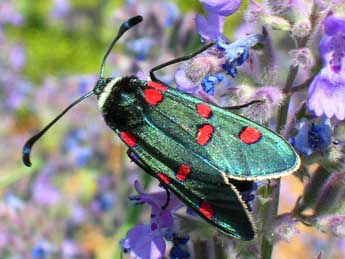 Zygaena lavandulae Esp. adulte - ©Amy Sergent