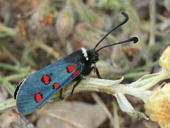 Zygaena lavandulae Esp. adulte - Daniel Morel