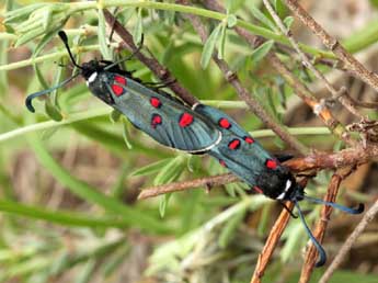 Zygaena lavandulae Esp. adulte - Daniel Morel