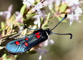 Zygaena lavandulae Esp. adulte - ©Daniel Morel