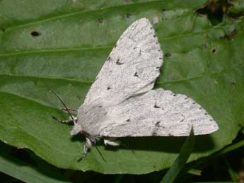 Acronicta leporina L. adulte - Philippe Mothiron