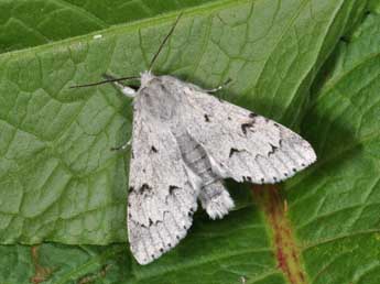 Acronicta leporina L. adulte - Philippe Mothiron