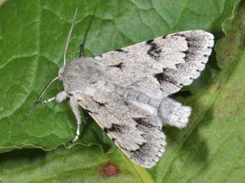 Acronicta leporina L. adulte - ©Philippe Mothiron