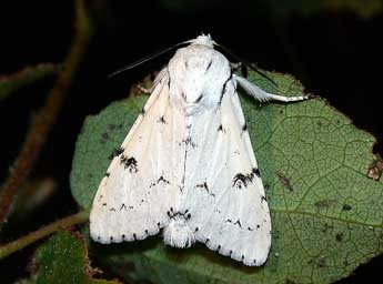 Acronicta leporina L. adulte - Philippe Mothiron