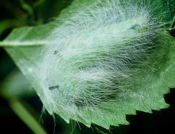  Chenille de Acronicta leporina L. - ©Philippe Mothiron