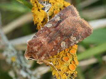 Cerastis leucographa D. & S. adulte - Daniel Morel