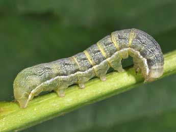  Chenille de Cerastis leucographa D. & S. - Philippe Mothiron