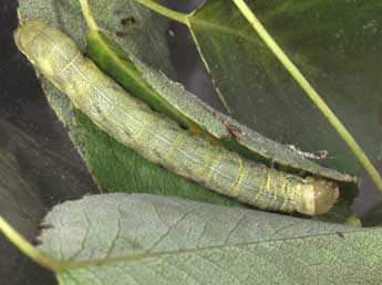  Chenille de Cerastis leucographa D. & S. - ©Philippe Mothiron