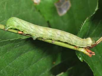  Chenille de Cerastis leucographa D. & S. - Philippe Mothiron