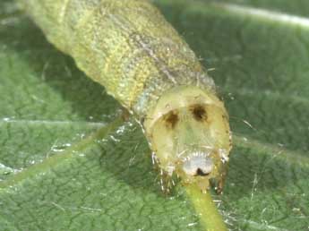  Chenille de Cerastis leucographa D. & S. - Philippe Mothiron