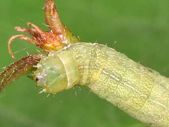  Chenille de Cerastis leucographa D. & S. - Philippe Mothiron