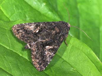 Aedia leucomelas L. adulte - Philippe Mothiron