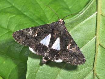 Aedia leucomelas L. adulte - Philippe Mothiron