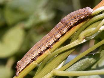  Chenille de Aedia leucomelas L. - Serge Wambeke