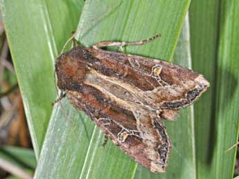 Helotropha leucostigma Hb. adulte - Philippe Mothiron