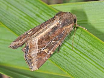 Helotropha leucostigma Hb. adulte - ©Philippe Mothiron