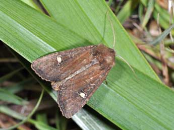 Helotropha leucostigma Hb. adulte - ©Philippe Mothiron