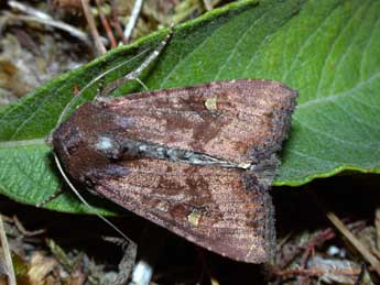 Helotropha leucostigma Hb. adulte - ©Philippe Mothiron