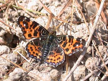 Araschnia levana L. adulte - Philippe Mothiron