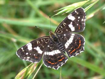 Araschnia levana L. adulte - Philippe Mothiron