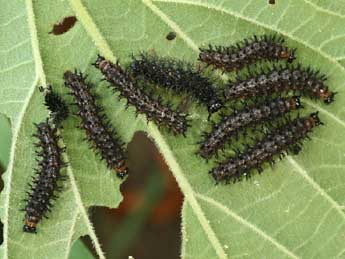  Chenille de Araschnia levana L. - ©Daniel Morel