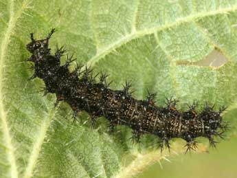  Chenille de Araschnia levana L. - ©Daniel Morel