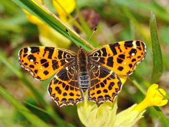 Araschnia levana L. adulte - Jean-Franois Maradan