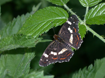 Araschnia levana L. adulte - Philippe Mothiron