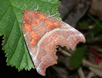 Scoliopteryx libatrix L. adulte - ©Philippe Mothiron