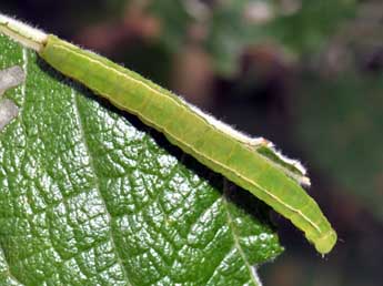  Chenille de Scoliopteryx libatrix L. - Philippe Mothiron