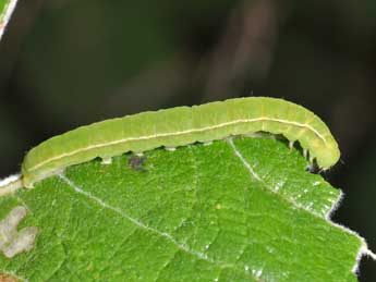  Chenille de Scoliopteryx libatrix L. - Philippe Mothiron