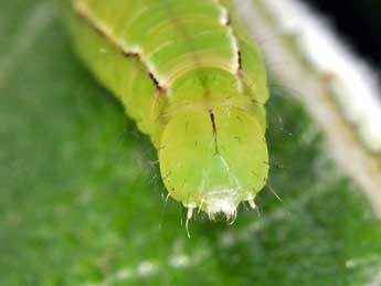  Chenille de Scoliopteryx libatrix L. - Philippe Mothiron