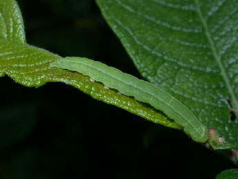  Chenille de Scoliopteryx libatrix L. - ©Philippe Mothiron