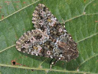 Polymixis lichenea Hb. adulte - Philippe Mothiron