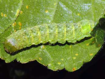  Chenille de Polymixis lichenea Hb. - Stphane Grenier