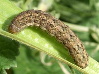  Chenille de Polymixis lichenea Hb. - Serge Wambeke