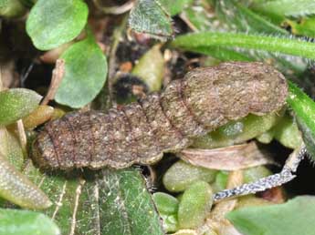  Chenille de Polymixis lichenea Hb. - Philippe Mothiron