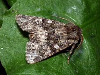 Polymixis lichenea Hb. adulte - Philippe Mothiron