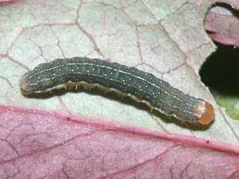  Chenille de Conistra ligula Esp. - ©Philippe Mothiron