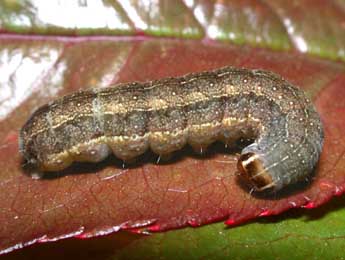  Chenille de Conistra ligula Esp. - Philippe Mothiron