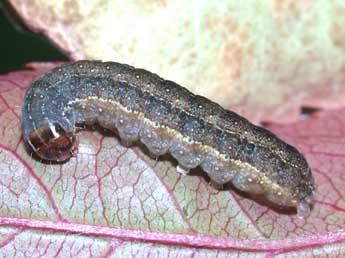  Chenille de Conistra ligula Esp. - ©Philippe Mothiron