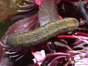  Chenille de Conistra ligula Esp. - ©Philippe Mothiron