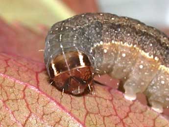  Chenille de Conistra ligula Esp. - ©Philippe Mothiron