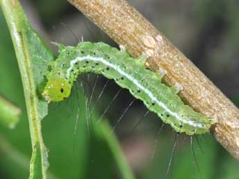  Chenille de Craniophora ligustri D. & S. - Philippe Mothiron